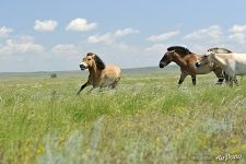 Young stallion Pepper fleeing from Aven, harem stallion. Pre-Ural Steppe