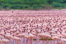 Flamingo, Kenya, Lake Bogoria #14